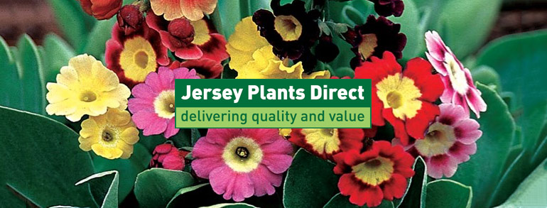 Jersey Plants Direct Promo codes at HotOZ